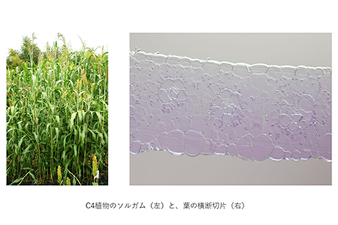 CA植物のソルガム(左)と、葉の横断切片(右)