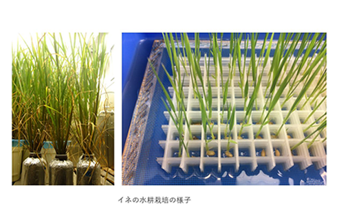 イネの水耕栽培の様子