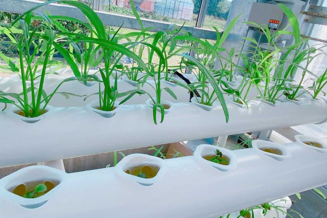 水耕栽培クラブ