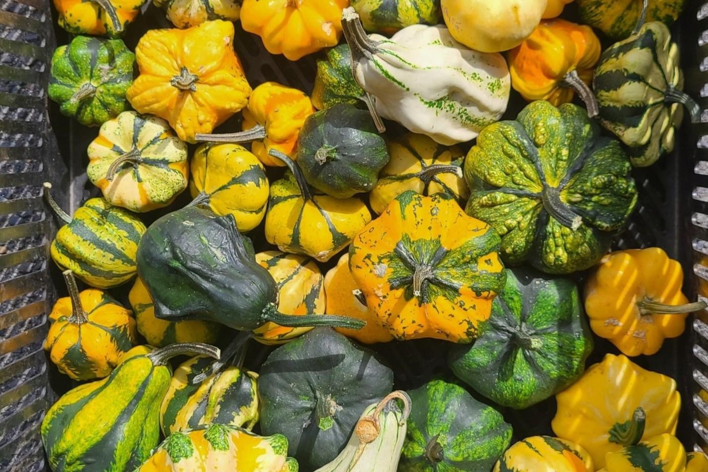 お知らせ】いくとぴあ食花にて、ミニカボチャでジャック・オー