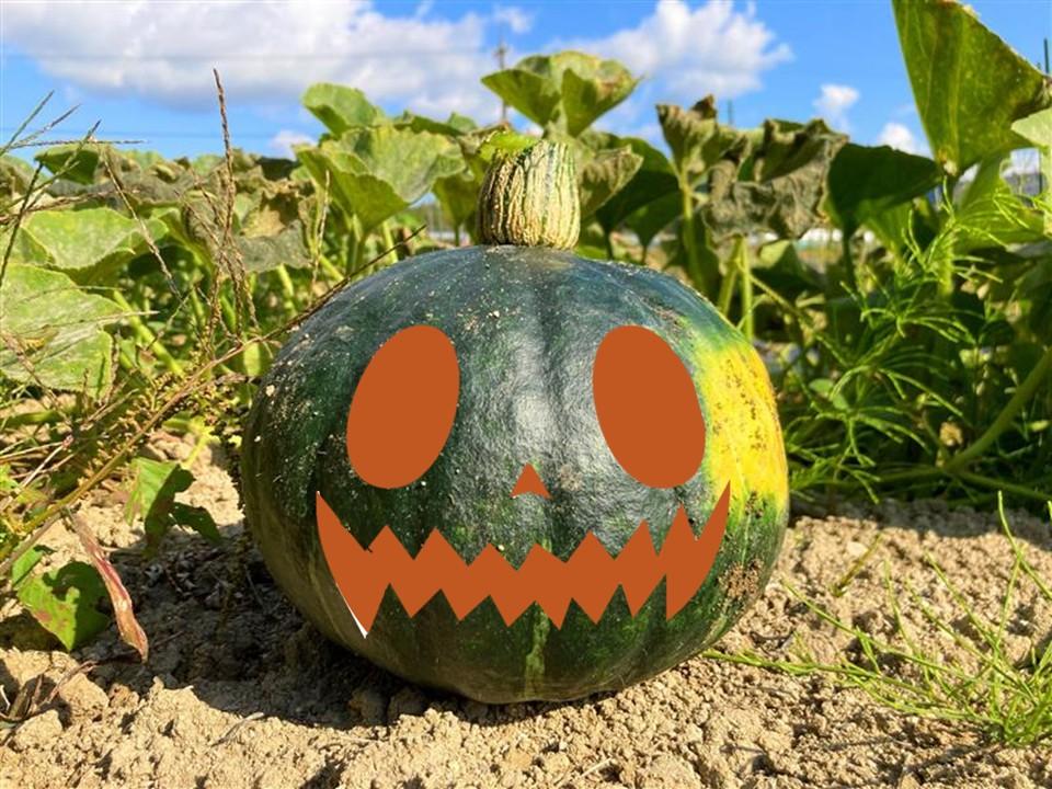 お知らせ】いくとぴあ食花にて、ミニカボチャでジャック・オー