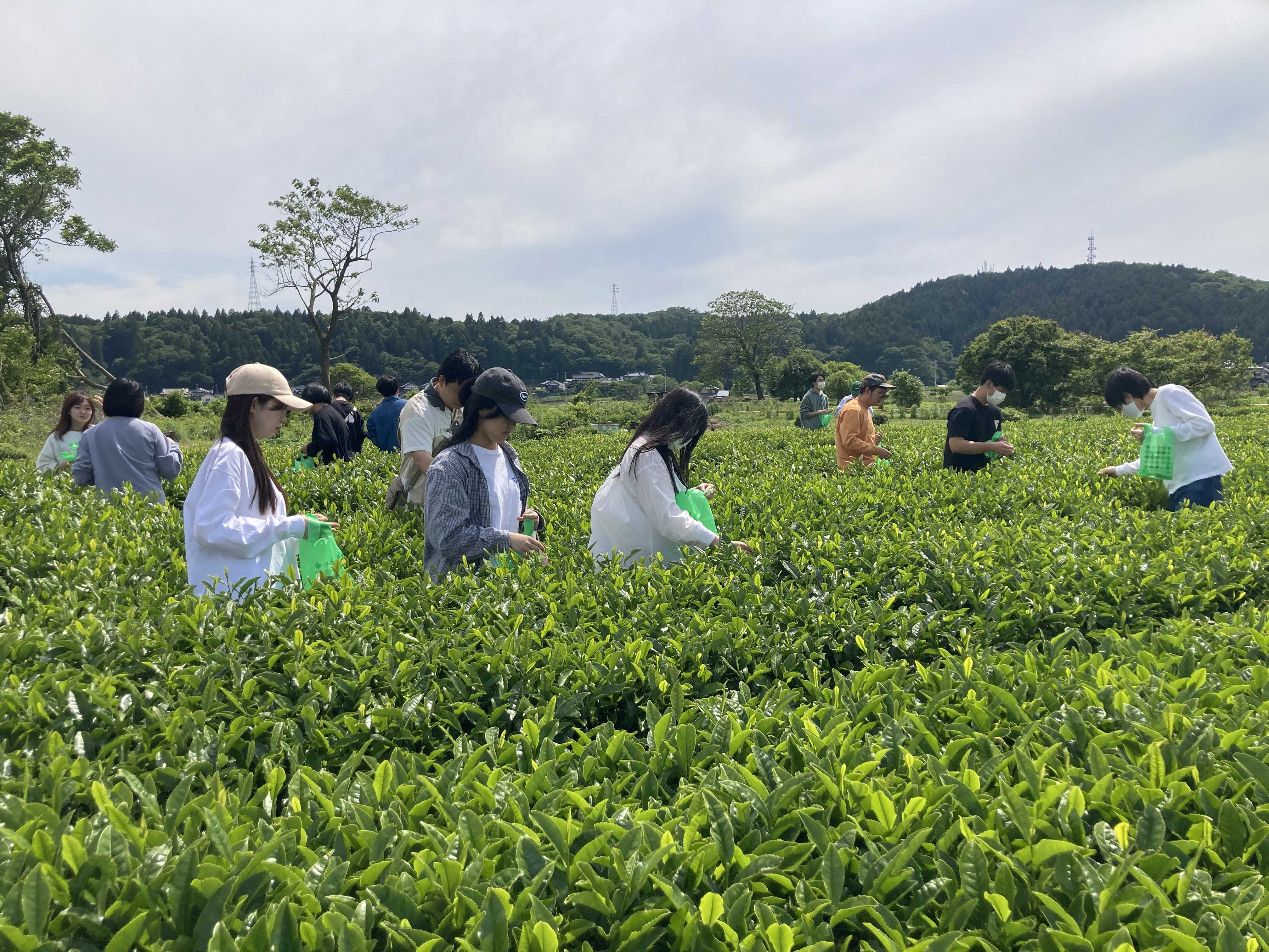 村上茶体験学習ツアーを実施！ | 授業紹介 | N-mag | 新潟食料農業大学